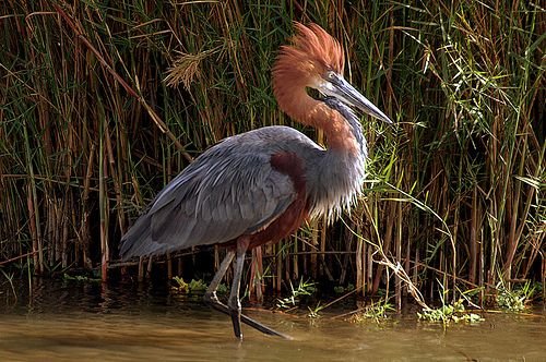 Goliath Heron in Tanzania